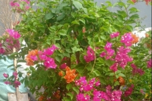 Hoa Giấy ngũ sắc