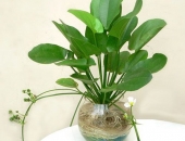 Cách trồng cây bách thủy tiên đơn giản nhất