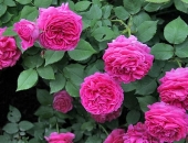 Những điều cần biết về trồng và chăm sóc hoa hồng ngoại - Cây cảnh Đà Nẵng