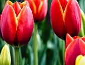 Cách trồng tulip trong nước cho hoa đẹp mê ly