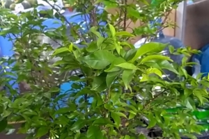 Cây mai chiếu thủy