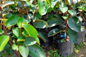 Cây vú sữa lò rèn