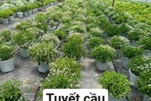 Cây tuyết cầu
