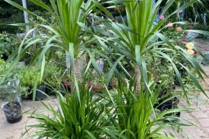 Cây phát tài núi