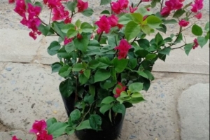 Hoa giấy
