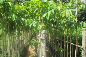 Cây bằng lăng Đà Nẵng