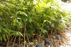 Cây huỳnh đàn Đà Nẵng