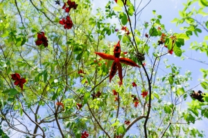 Cây sang Đà Nẵng